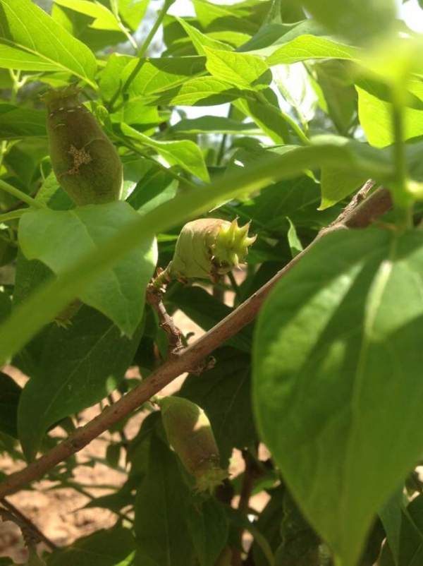 華東臘梅樹(shù)批發(fā)