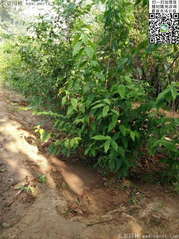 華東臘梅樹(shù)批發(fā)