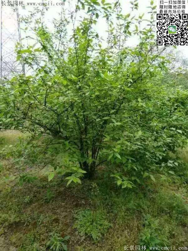 華東臘梅樹(shù)批發(fā)