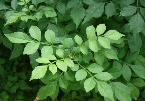 凌霄花基地 凌霄花基地