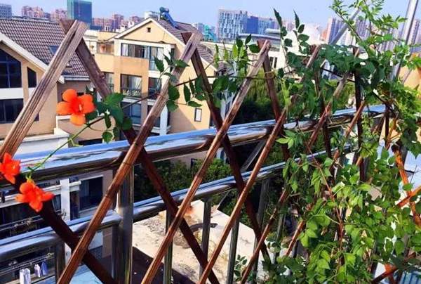 沭陽的凌霄花 沭陽的凌霄花