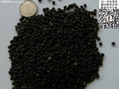 2016最新小葉女貞種子價格多少錢一斤？