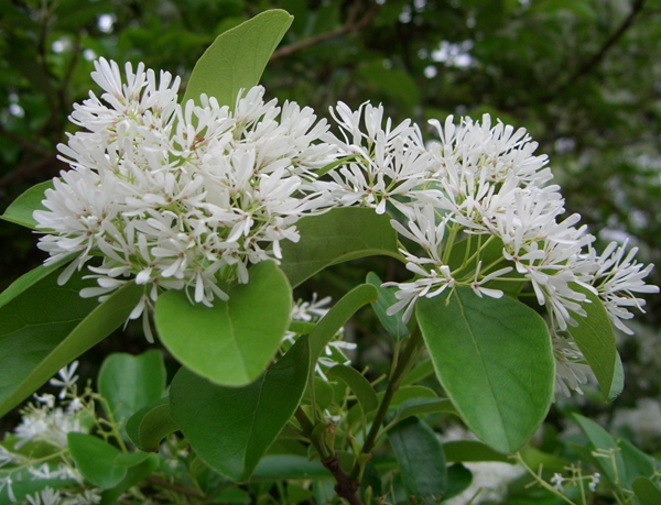 沭陽(yáng)流蘇樹(shù) 沭陽(yáng)流蘇樹(shù)