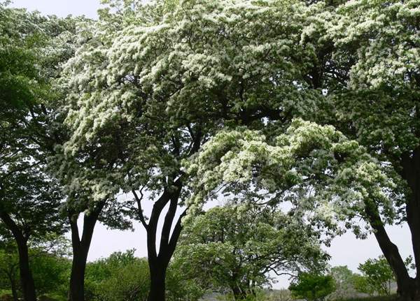 沭陽(yáng)流蘇樹(shù) 沭陽(yáng)流蘇樹(shù)