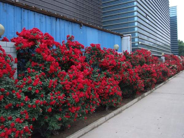 走道邊的玫瑰 走道邊的玫瑰