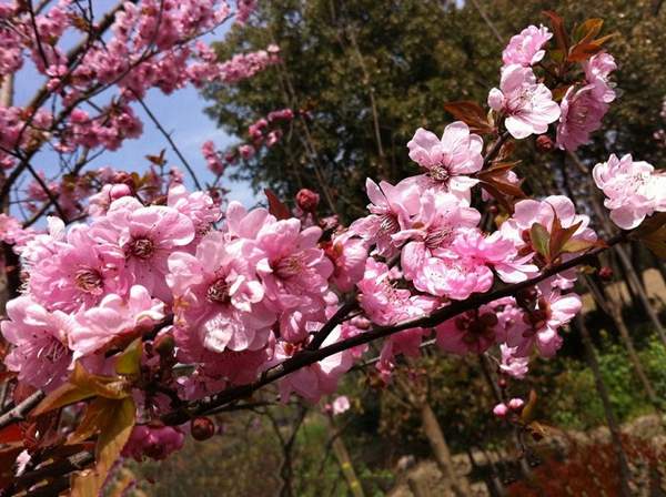 美人梅基地 美人梅基地