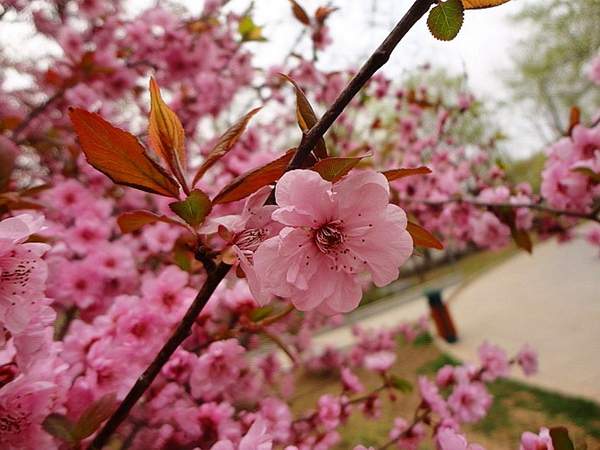 美人梅綠化 美人梅綠化