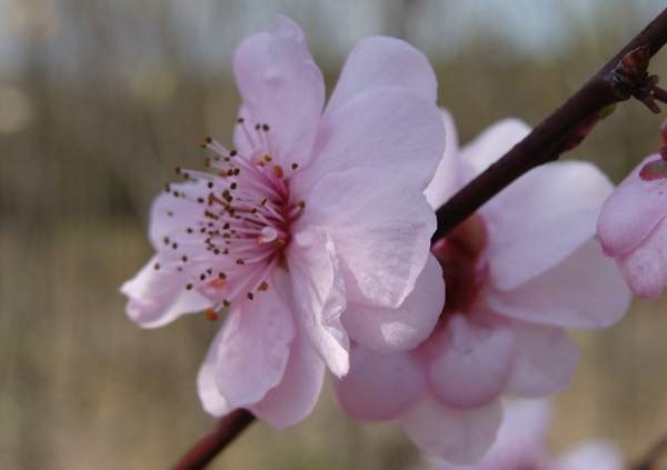 美人梅多少錢 美人梅多少錢