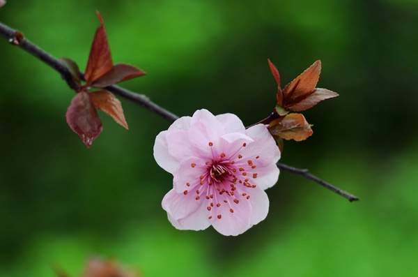 美人梅綠化 美人梅綠化