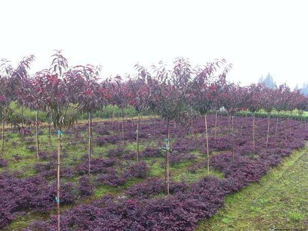 紅葉碧桃種植方法匯總！