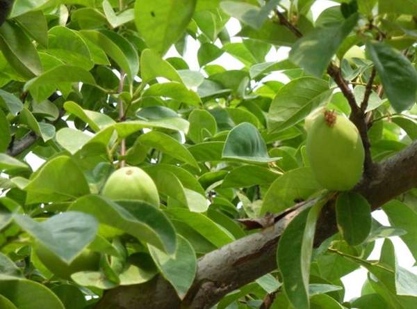 低價木瓜樹 低價木瓜樹