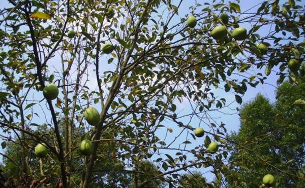 木瓜樹綠化、經濟價值 木瓜樹綠化、經濟價值