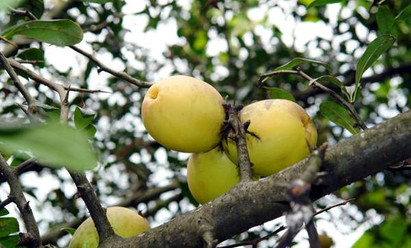 沭陽(yáng)木瓜樹(shù)