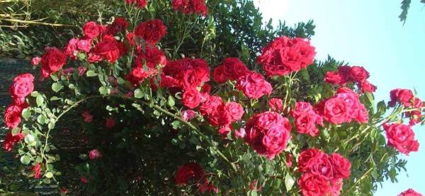 薔薇基地 薔薇基地