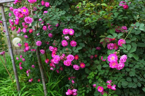 沭陽(yáng)薔薇花