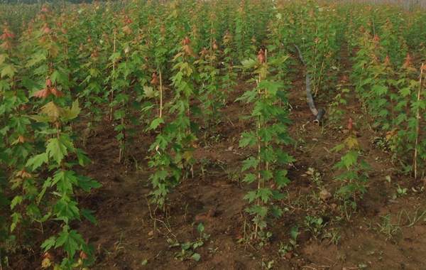 優(yōu)質(zhì)青楓樹