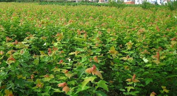 優(yōu)質(zhì)青楓樹