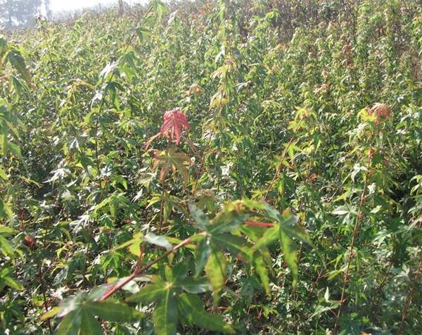 青楓樹(shù)銷(xiāo)售