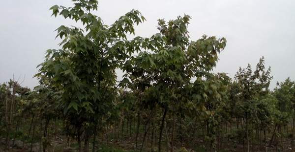 青楓樹(shù)銷(xiāo)售