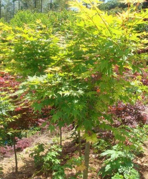 青楓樹(shù)銷(xiāo)售