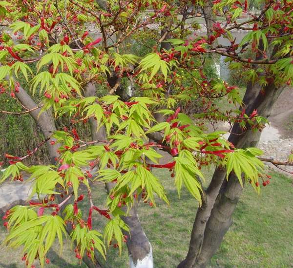 青楓樹珍貴