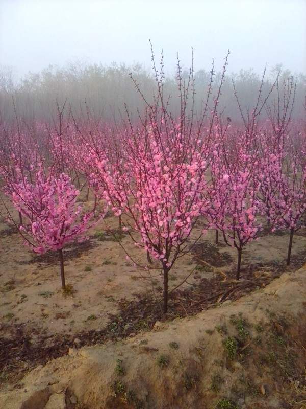 沭陽榆葉梅規格