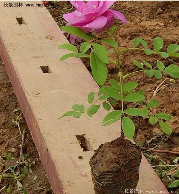 低價銷售優(yōu)質玫瑰苗