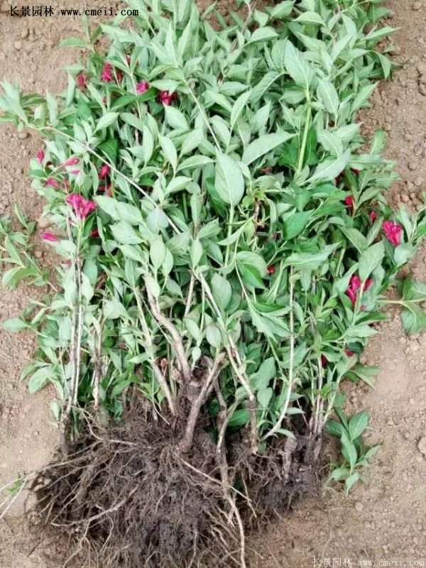 紅王子錦帶價格