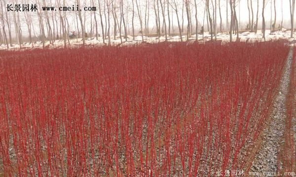 紅瑞木金牌的供應商