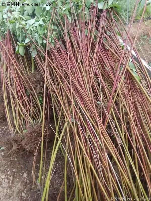 沭陽紅瑞木價格