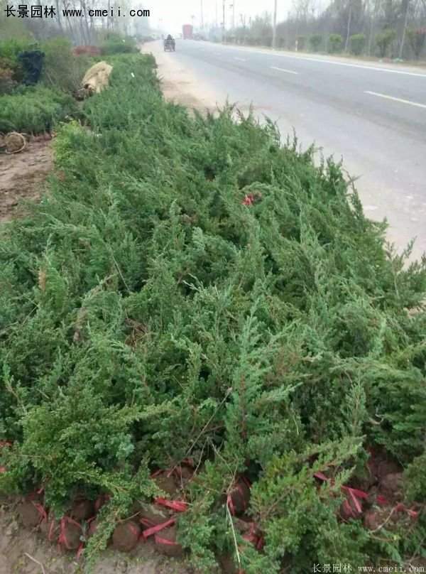 沭陽(yáng)地柏苗