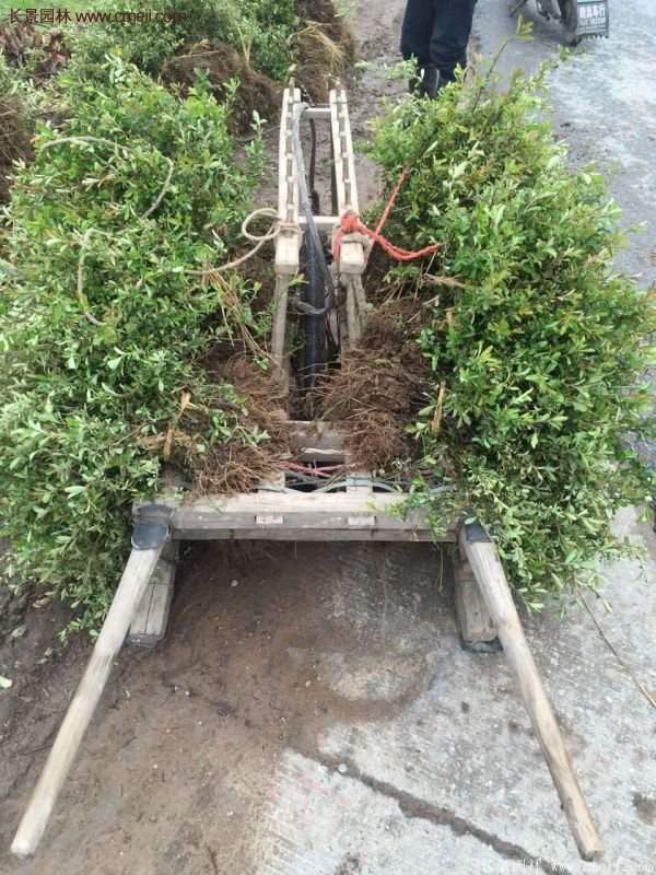 沭陽火棘苗、火棘球