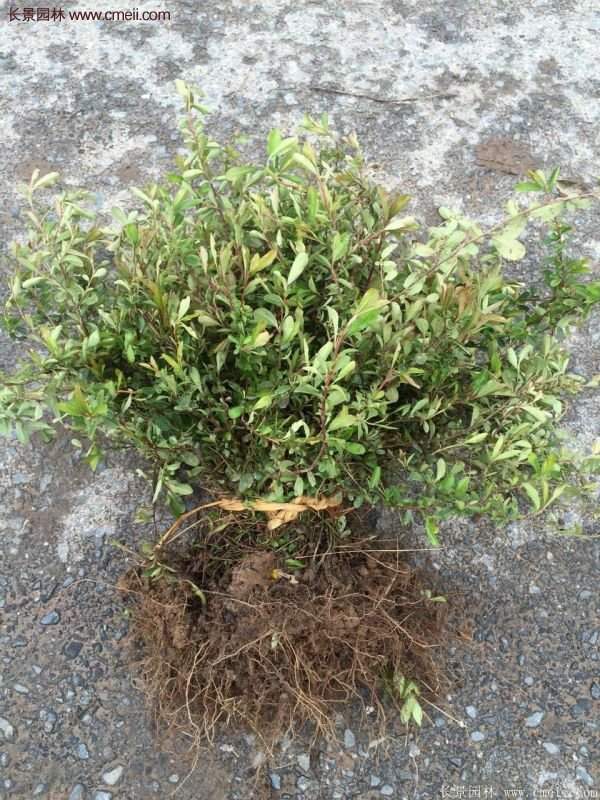 沭陽火棘苗、火棘球