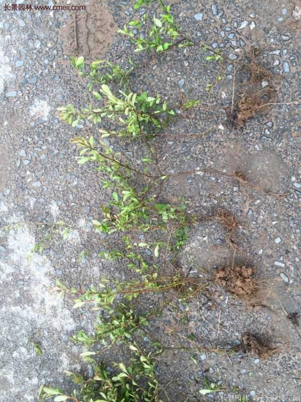 沭陽火棘苗、火棘球