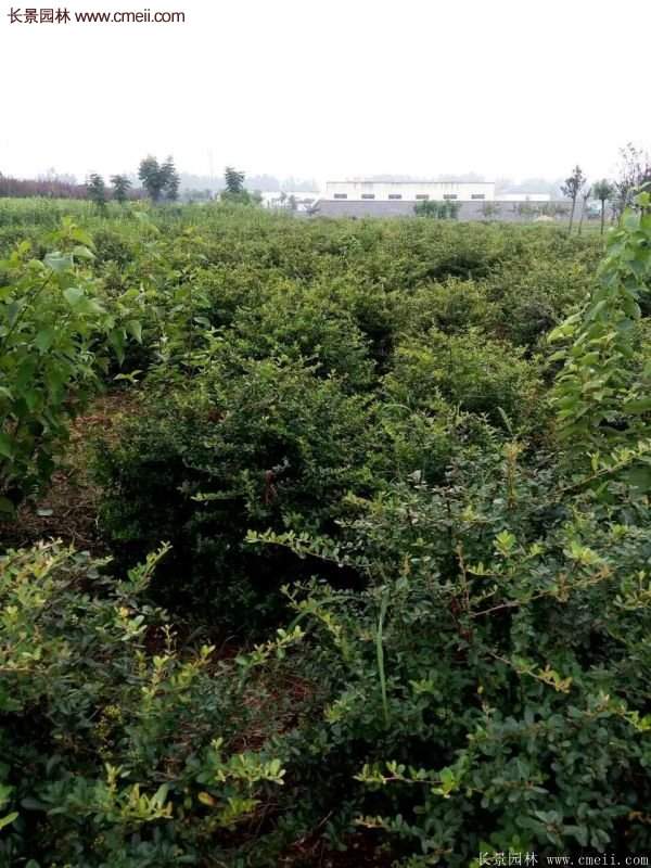 沭陽火棘苗、火棘球