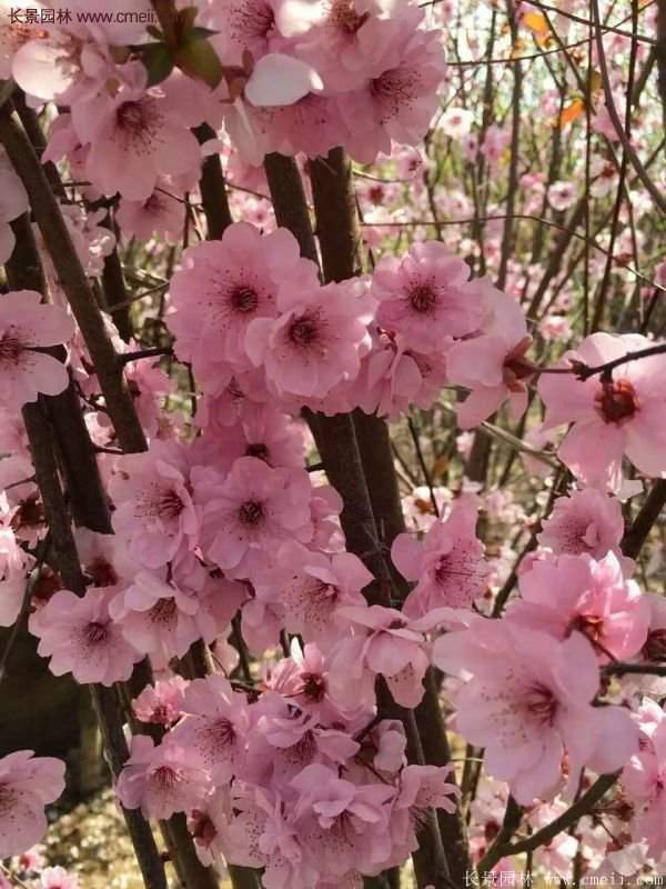 美人梅的種植養(yǎng)護(hù)方法以及注意事項