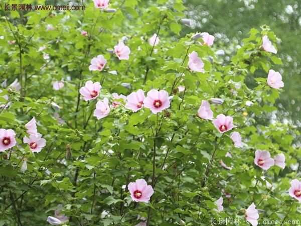 木槿樹種植養(yǎng)護(hù)資料匯總