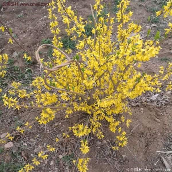 沭陽連翹價(jià)格