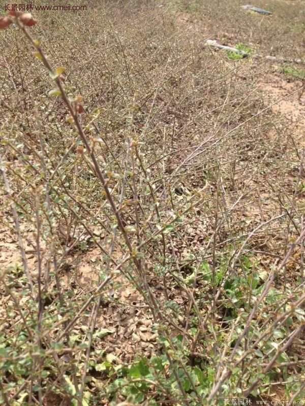 沭陽(yáng)連翹花