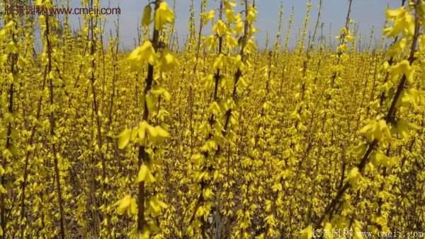 沭陽(yáng)連翹花