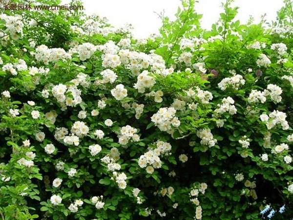 便宜的多花薔薇去哪買？