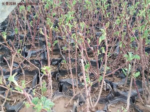 便宜的多花薔薇去哪買？