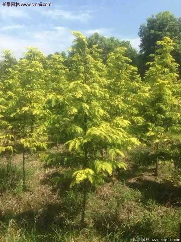 水杉有什么藥用價值？