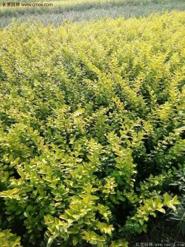 沭陽金葉女貞基地 沭陽金葉女貞基地