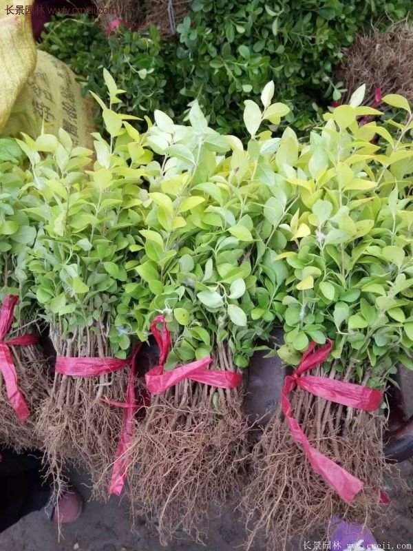 金葉女貞容器苗 金葉女貞容器苗