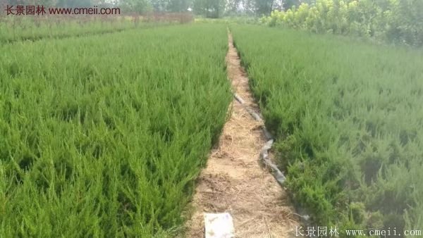 龍柏基地小龍柏實(shí)拍圖片