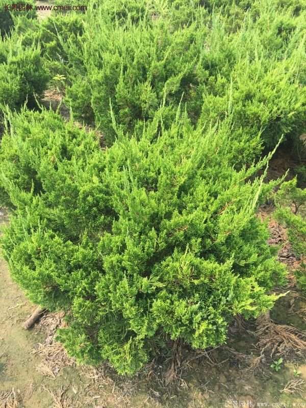 龍柏球實拍圖片