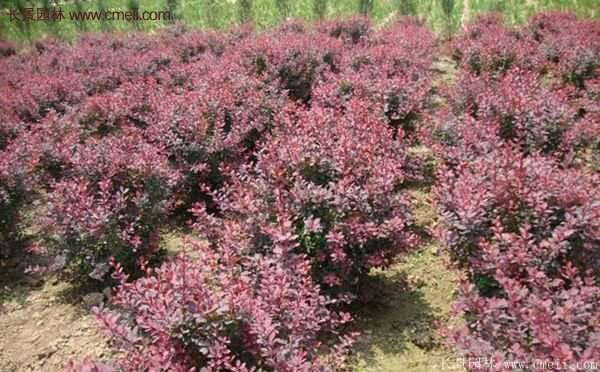 沭陽基地的紅葉小檗球