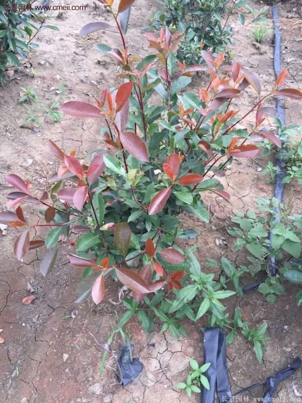 紅葉石楠基地小苗 紅葉石楠基地小苗