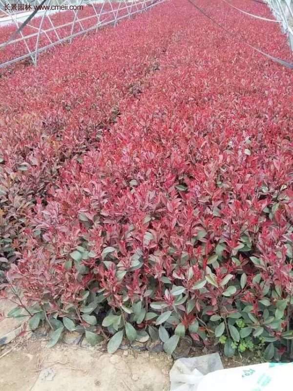 紅葉石楠基地小苗 紅葉石楠基地小苗